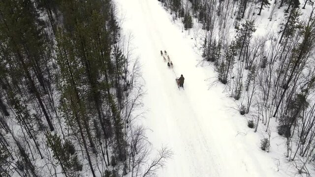 Drone Aerial view of dogsledding handler with team of trained husky dogs mountain pass, husky dog sled riding in winter forest