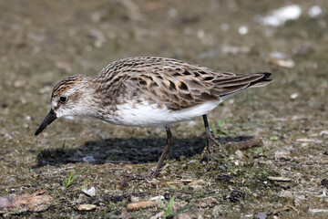 Semi plamated Sandpipers eating on shoreline in bright summer sun on bird habitat sand bar
