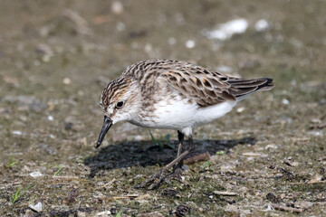 Semi plamated Sandpipers eating on shoreline in bright summer sun on bird habitat sand bar
