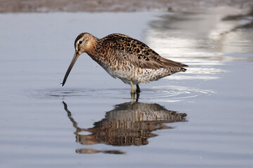 Wimbrell feeding and wading looking for food at quiet lake on misty foggy summer day 