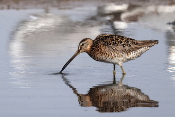 Wimbrell feeding and wading looking for food at quiet lake on misty foggy summer day 