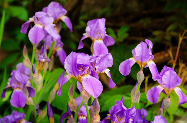 Irises bloom