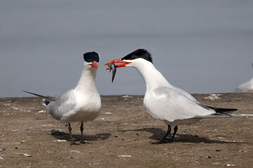 CAspian tern offering fish to mate, also gulls chasing them to take food off them before they land. Greedy ring billed gulls will steal food rather than catch their own
