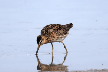 Wimbrell feeding and wading looking for food at quiet lake on misty foggy summer day 
