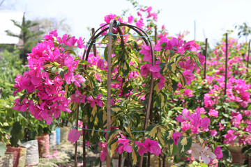 Fototapeta na wymiar Beautiful Pink Bougainvillea flowers on a bush in the garden