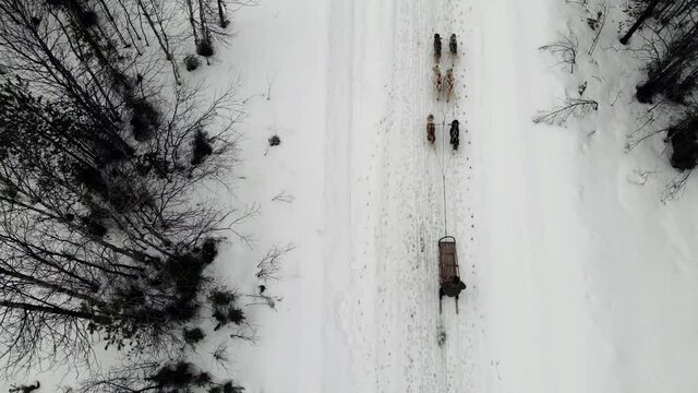 Drone Aerial view of dogsledding handler with team of trained husky dogs mountain pass, husky dog sled riding in winter forest