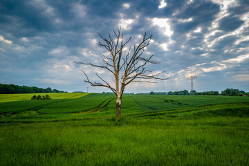 Fototapeta na wymiar in green cornfield stands a dead tree and the sky is overcast