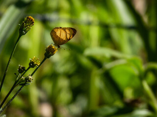 seed pods