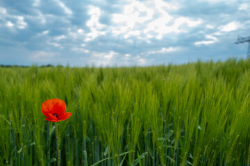 in  green corn field stands a bright poppy flower
