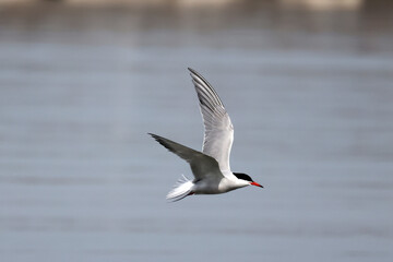 Fototapeta na wymiar Common Tern flying and fishing