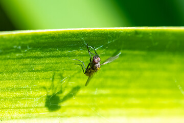 a fly caught in a spider’s web, struggle for life
