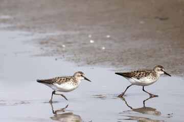Semi Palmated Sandpipers feeding, eating, hunting for food, wading at beach and sometimes fighting nastily for  feeding spots. Feeding on an overcast and misty day in summer at the lake