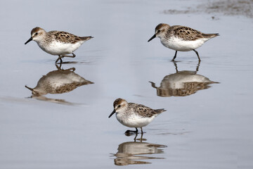 Semi Palmated Sandpipers feeding, eating, hunting for food, wading at beach and sometimes fighting...