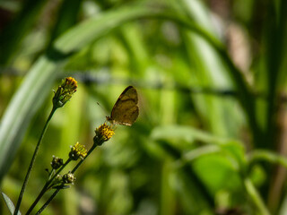 butterfly on the grass