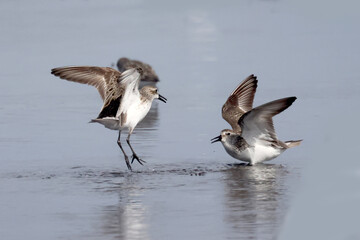 Semi Palmated Sandpipers feeding, eating, hunting for food, wading at beach and sometimes fighting nastily for  feeding spots. Feeding on an overcast and misty day in summer at the lake