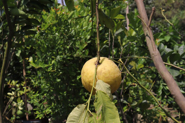 Bergamots, herb that is extracted in the garden.