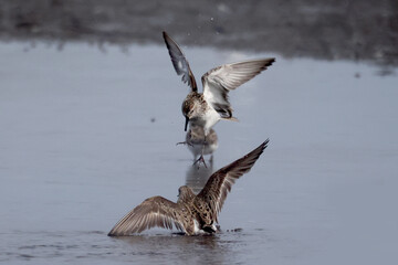 Semi Palmated Sandpipers feeding, eating, hunting for food, wading at beach and sometimes fighting...