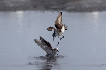Semi Palmated Sandpipers feeding, eating, hunting for food, wading at beach and sometimes fighting nastily for  feeding spots. Feeding on an overcast and misty day in summer at the lake