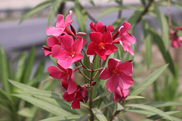 Blooming Hardy Red Oleander flower cluster in early Spring morning