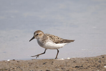 Semi Palmated Sandpipers feeding, eating, hunting for food, wading at beach and sometimes fighting nastily for  feeding spots. Feeding on an overcast and misty day in summer at the lake