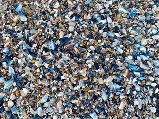 Sea shells background texture 
