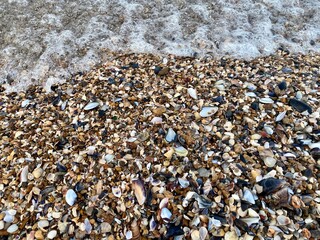pebbles abs seashells on the beach
