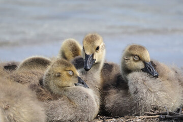 Canada goose chicks and male adult flying very close honking steadily at lake in summer
