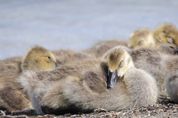 Canada goose chicks and male adult flying very close honking steadily at lake in summer
