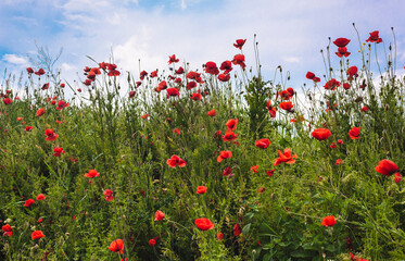 Fototapeta premium poppy field with sky