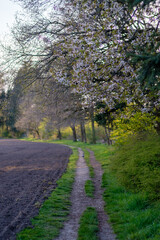 Naklejka premium Feldweg