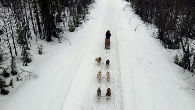 Drone Aerial view of dogsledding handler with team of trained husky dogs mountain pass, husky dog sled riding in winter forest