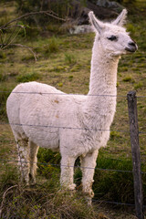 Obraz premium llama in the grass
