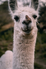 Obraz premium close up of a llama