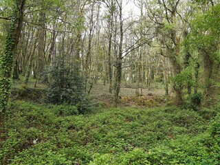 Curioso bosque en Vilalba, Galicia