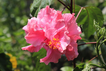 Hibiscus Rosa Chinensis Macro in the garden