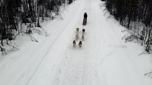 Drone Aerial view of dogsledding handler with team of trained husky dogs mountain pass, husky dog sled riding in winter forest