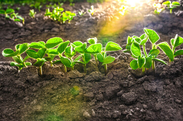 Green soy plant leaves in the cultivate field, against the light