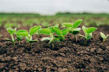 Fresh green soy plants on the field in spring, selective focus