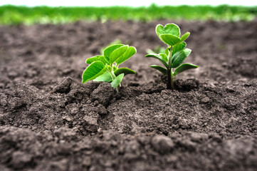 Big young and fresh soybean leaves