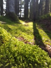A glimpse at scenic Alaskan vistas 