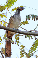 East Brazilian Chachalaca (Ortalis araucuan) perched on a branch