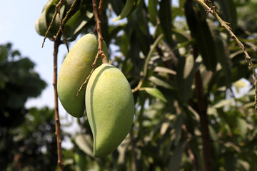 Mangos on a branch, focus on mangos