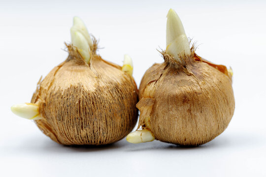 Corm Images – Browse 8,805 Stock Photos, Vectors, and Video | Adobe Stock