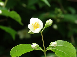 close-up jasmine flower