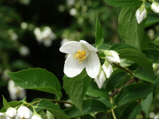close-up shot white jasmine blooming