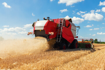 Scenic front view Big red powerful industrial combine harvester machine reaping golden ripe wheat cereal field on bright summer or autumn day. Agricultural yellow field machinery landscape background