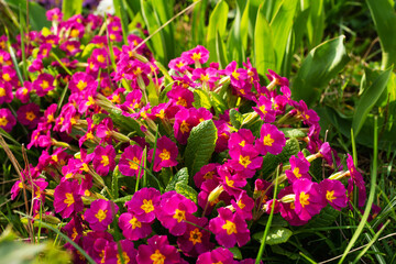 a huge number of flowers of red primrose in the garden