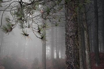 Rainy and foggy pine woods