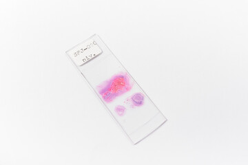 Microscope slide and coverslide with specimen isolated in whitebackground. Medical, histology, heathcare concept