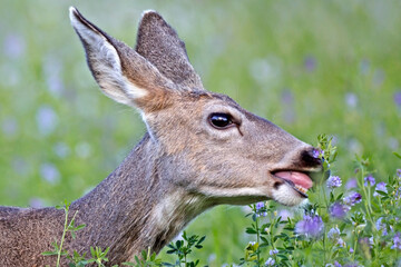 Closeup Head portrait of Mule Deer Doe feeding on clover.